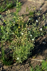 Spergula arvensis