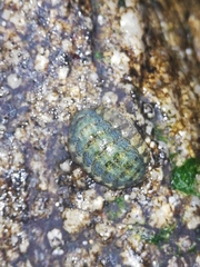 Lepidochitona cinerea
