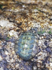 Lepidochitona cinerea