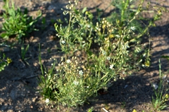 Spergula arvensis