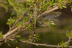 Hemicordulia intermedia