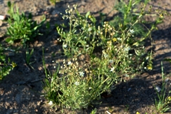 Spergula arvensis