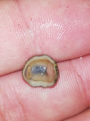 Lepidochitona cinerea