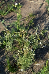 Spergula arvensis