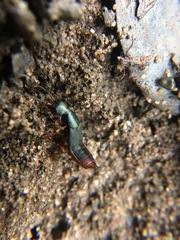 Dinothenarus saphyrinus