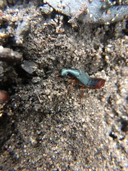 Dinothenarus saphyrinus