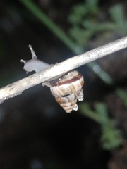 Cochlicella conoidea