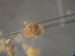 Lobatula lobatula