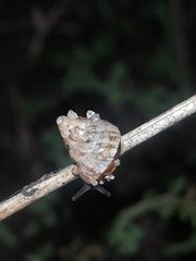 Cochlicella conoidea