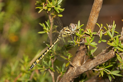 Hemicordulia intermedia