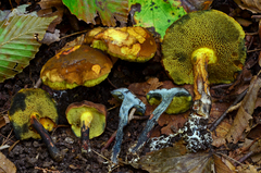 Cyanoboletus cyaneitinctus
