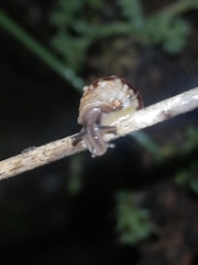 Cochlicella conoidea