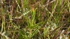 Castilleja minor stenantha