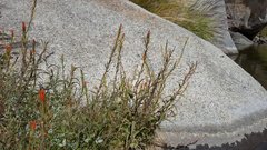 Castilleja minor stenantha