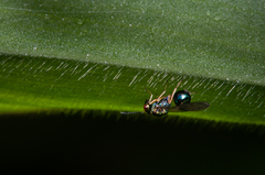 Orasema costaricensis