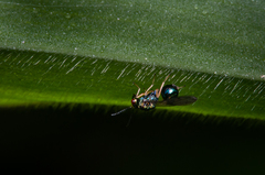 Orasema costaricensis
