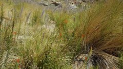 Castilleja minor stenantha