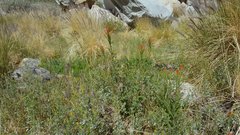 Castilleja minor stenantha