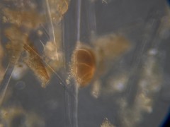 Lobatula lobatula