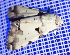 Halochroa aequatoria
