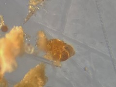 Lobatula lobatula