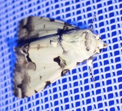 Halochroa aequatoria