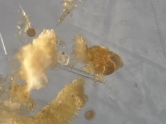 Lobatula lobatula