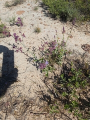 Salvia albicaulis
