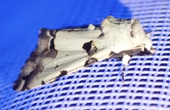 Halochroa aequatoria