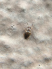 Epuraea ocularis