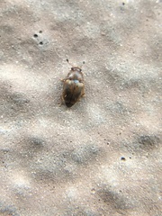 Epuraea ocularis