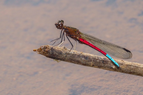 Blue-tipped Jewel