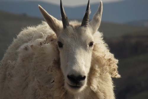 Mountain Goat photographed in Montana