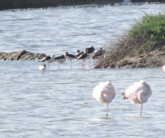 Himantopus himantopus