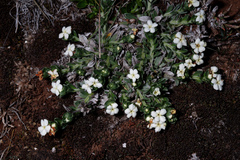 Lithospermum gayanum