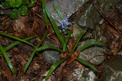 Hyacinthoides italica