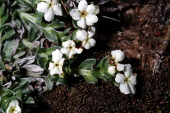 Lithospermum gayanum