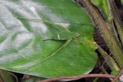 Xenicola