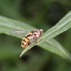 Simosyrphus