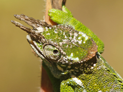 Kinyongia multituberculata