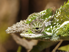 Kinyongia multituberculata