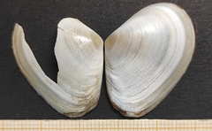 Macomopsis cumana