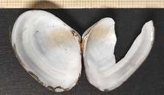 Macomopsis cumana
