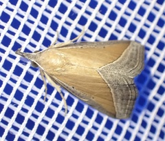 Hypena semilutea