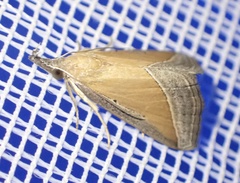 Hypena semilutea