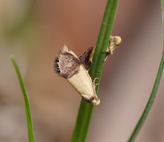 Eupselia satrapella