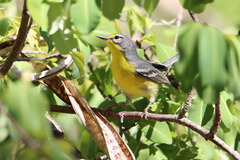 Setophaga adelaidae
