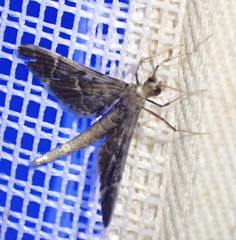 Duponchelia lanceolalis