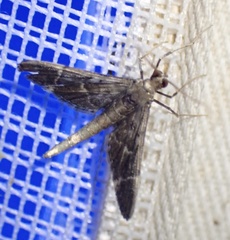 Duponchelia lanceolalis