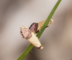 Eupselia satrapella